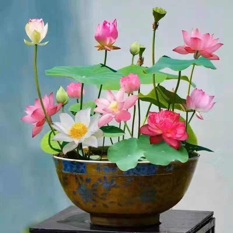 Bowl Lotus Flower Premium seeds (Pack of 100 seeds)