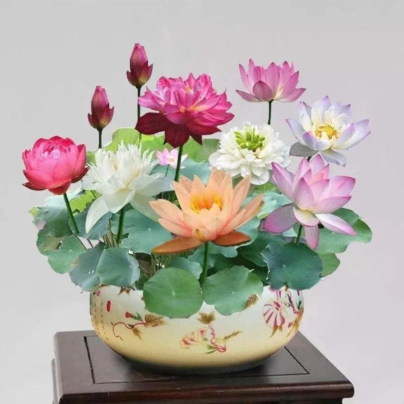 Bowl Lotus Flower Premium seeds (Pack of 100 seeds)