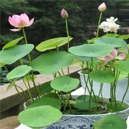 Bowl Lotus Flower Premium seeds (Pack of 100 seeds)