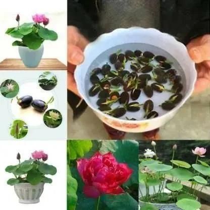 Bowl Lotus Flower Premium seeds (Pack of 100 seeds)
